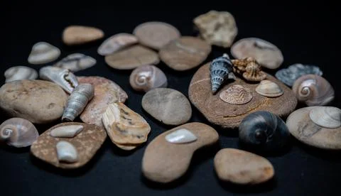 Still life of shells and artifacts shaped and returned by the sea Stock Photos