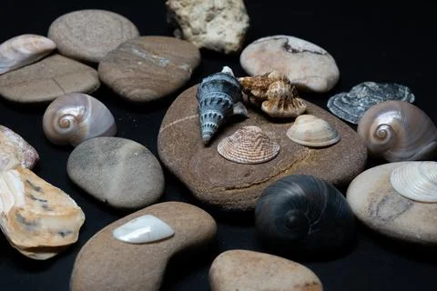 Still life of shells and artifacts shaped and returned by the sea Stock Photos