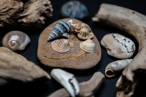 Still life of shells and artifacts shaped and returned by the sea Stock-Fotos