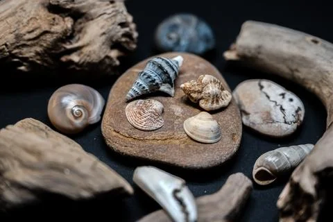 Still life of shells and artifacts shaped and returned by the sea Foto stock