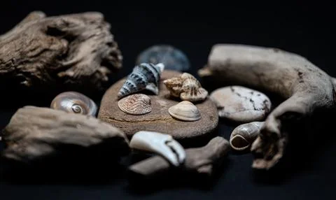 Still life of shells and artifacts shaped and returned by the sea Stock Photos