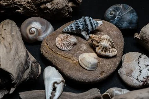 Still life of shells and artifacts shaped and returned by the sea Stock Photos