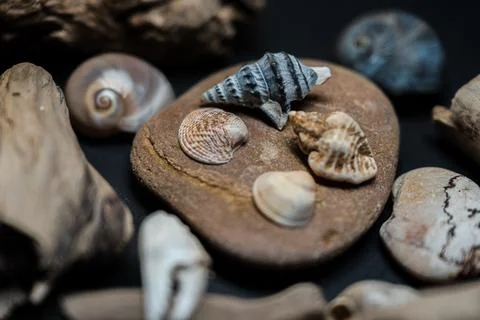 Still life of shells and artifacts shaped and returned by the sea 写真素材