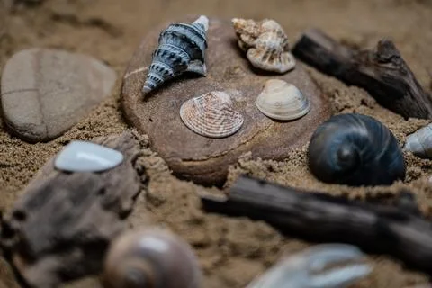 Still life of shells and artifacts shaped and returned by the sea Stock Photos