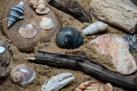 Still life of shells and artifacts shaped and returned by the sea Stock Photos
