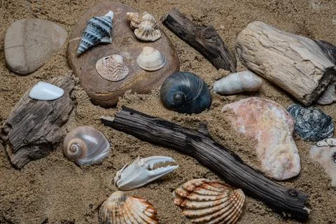 Still life of shells and artifacts shaped and returned by the sea Stock Photos