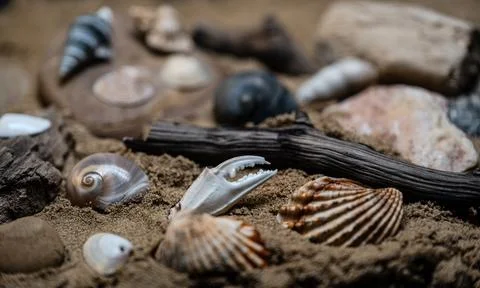 Still life of shells and artifacts shaped and returned by the sea Stock Photos