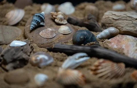 Still life of shells and artifacts shaped and returned by the sea Stock Photos