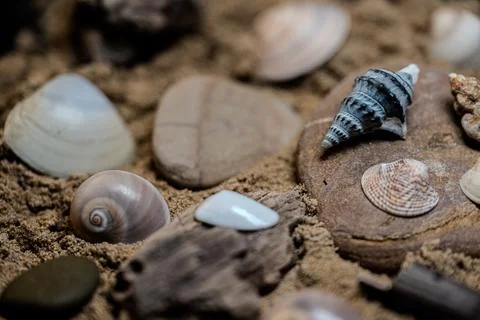 Still life of shells and artifacts shaped and returned by the sea Stock Photos