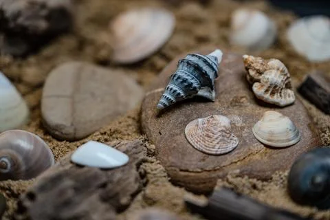 Still life of shells and artifacts shaped and returned by the sea Stock Photos
