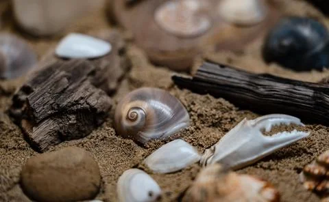 Still life of shells and artifacts shaped and returned by the sea Stock Photos