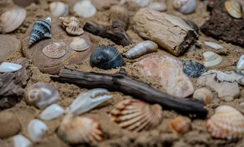 Still life of shells and artifacts shaped and returned by the sea Stock Photos