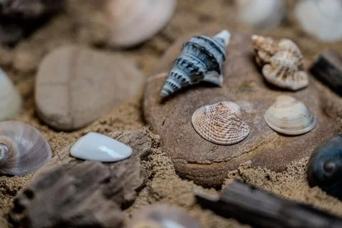 Still life of shells and artifacts shaped and returned by the sea Stock Photos
