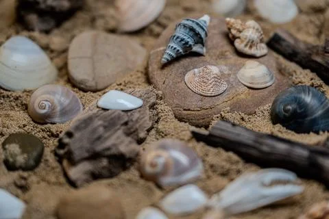 Still life of shells and artifacts shaped and returned by the sea Stock Photos