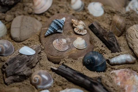 Still life of shells and artifacts shaped and returned by the sea 库存照片