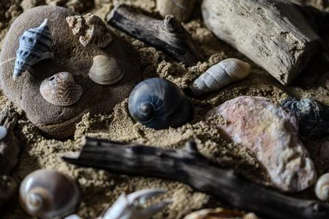 Still life of shells and artifacts shaped and returned by the sea 库存照片