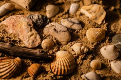 Still life of shells and artifacts shaped and returned by the sea Stock Photos