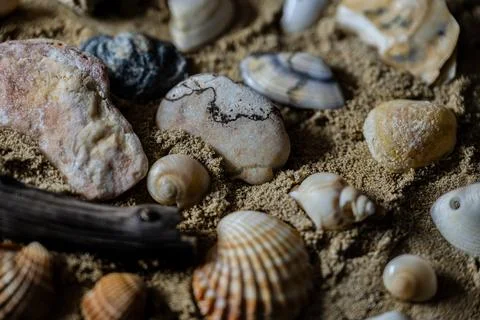 Still life of shells and artifacts shaped and returned by the sea 库存照片