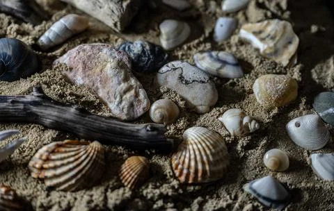 Still life of shells and artifacts shaped and returned by the sea Stock Photos