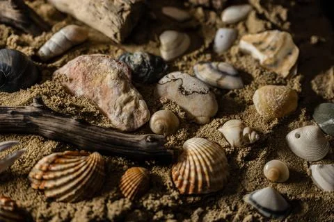 Still life of shells and artifacts shaped and returned by the sea Stock Photos