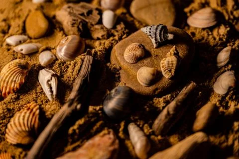 Still life of shells and artifacts shaped and returned by the sea Stock Photos