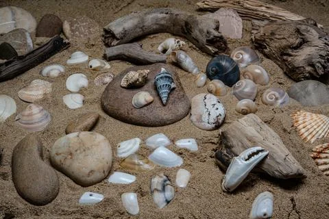 Still life of shells and artifacts shaped and returned by the sea Foto stock