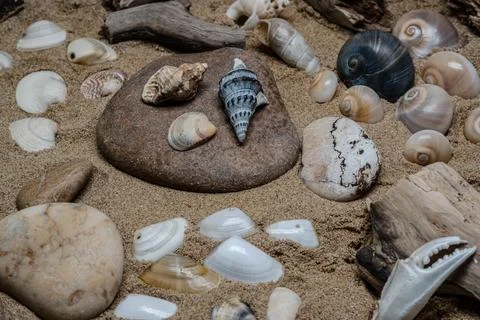 Still life of shells and artifacts shaped and returned by the sea Stock Photos