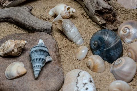 Still life of shells and artifacts shaped and returned by the sea Foto stock