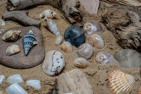 Still life of shells and artifacts shaped and returned by the sea Stock Photos