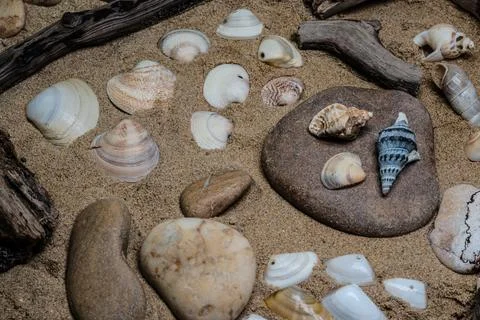 Still life of shells and artifacts shaped and returned by the sea Stock Photos