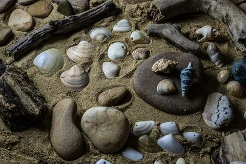 Still life of shells and artifacts shaped and returned by the sea Stock-Fotos