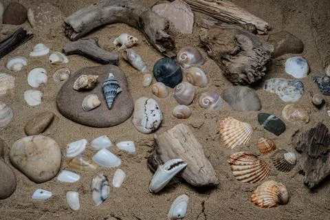 Still life of shells and artifacts shaped and returned by the sea Stock Photos
