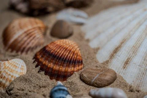 Still life of shells and artifacts shaped and returned by the sea Stock Photos