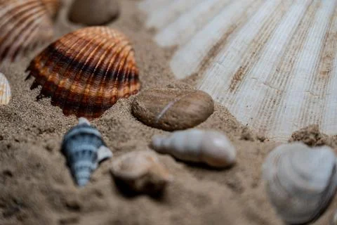 Still life of shells and artifacts shaped and returned by the sea Stock Photos