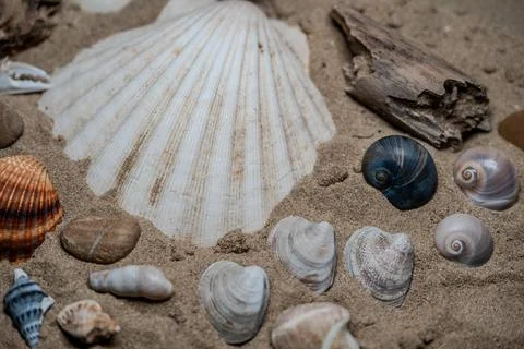 Still life of shells and artifacts shaped and returned by the sea Stock Photos