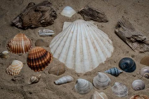 Still life of shells and artifacts shaped and returned by the sea Stock Photos