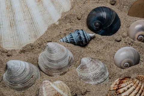 Still life of shells and artifacts shaped and returned by the sea 库存照片