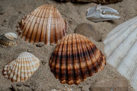 Still life of shells and artifacts shaped and returned by the sea Foto stock