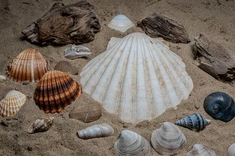 Still life of shells and artifacts shaped and returned by the sea Stock Photos