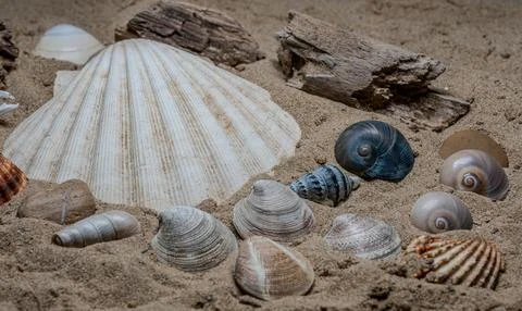 Still life of shells and artifacts shaped and returned by the sea Stock Photos