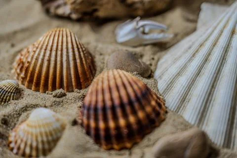 Still life of shells and artifacts shaped and returned by the sea Stock Photos