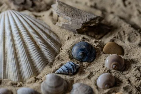 Still life of shells and artifacts shaped and returned by the sea Stock Photos