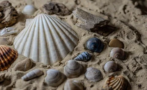 Still life of shells and artifacts shaped and returned by the sea Stock Photos