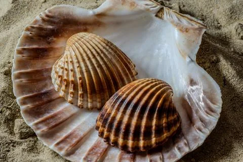 Still life of shells and artifacts shaped and returned by the sea 写真素材