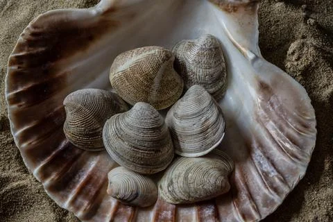 Still life of shells and artifacts shaped and returned by the sea 写真素材