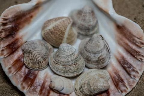 Still life of shells and artifacts shaped and returned by the sea Stock Photos