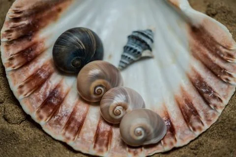 Still life of shells and artifacts shaped and returned by the sea Stock Photos