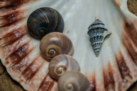 Still life of shells and artifacts shaped and returned by the sea Stock Photos