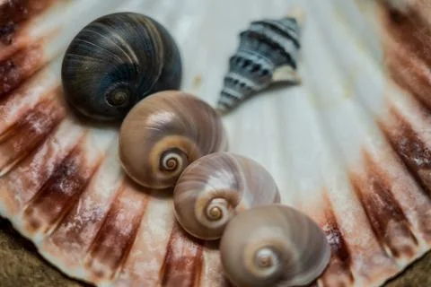 Still life of shells and artifacts shaped and returned by the sea Stock Photos