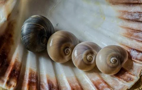 Still life of shells and artifacts shaped and returned by the sea 스톡 사진